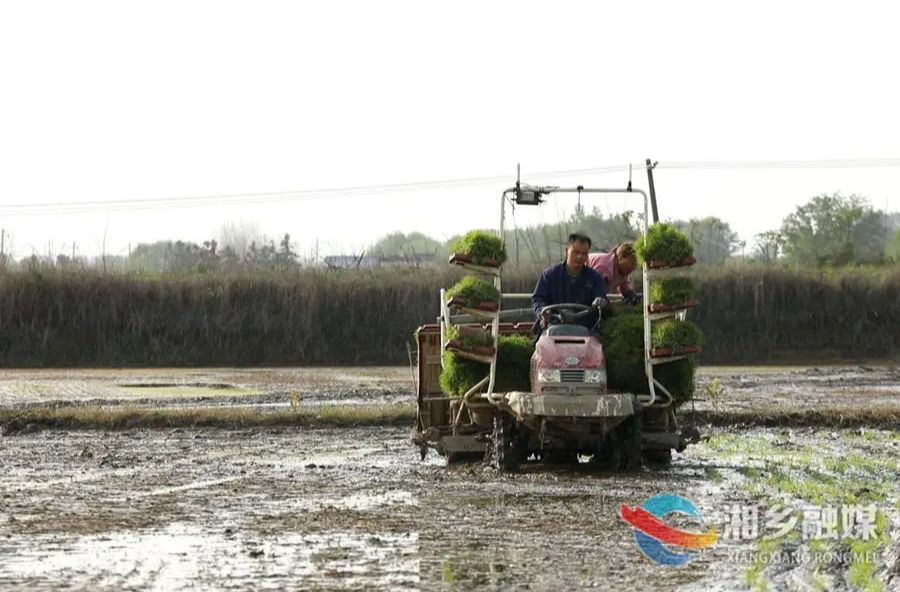 首批秧苗下田 湘乡40万亩早稻陆续开始插栽