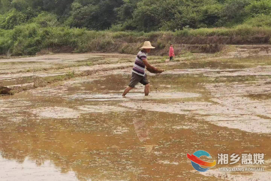 湘乡：有机肥替代化肥让农田“减肥”又增效