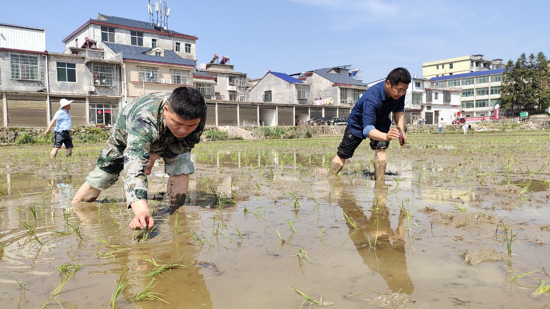 【心连心走基层 面对面解难题】白田镇：党员带头下田间  助农抛秧忙春耕