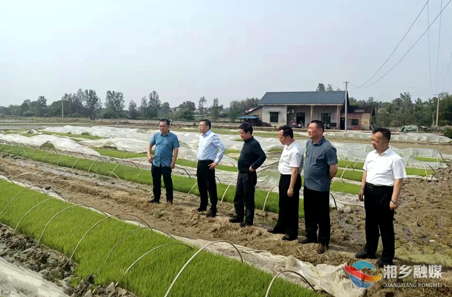 陈爱民到湘乡调研督导粮食生产工作