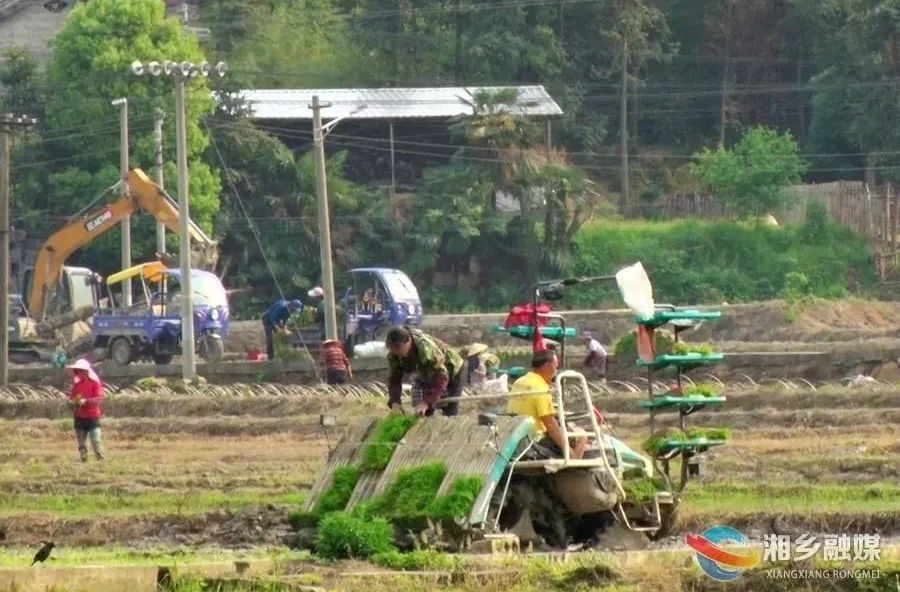 抛秧“神器”登场 湘乡春耕按下“加速键”