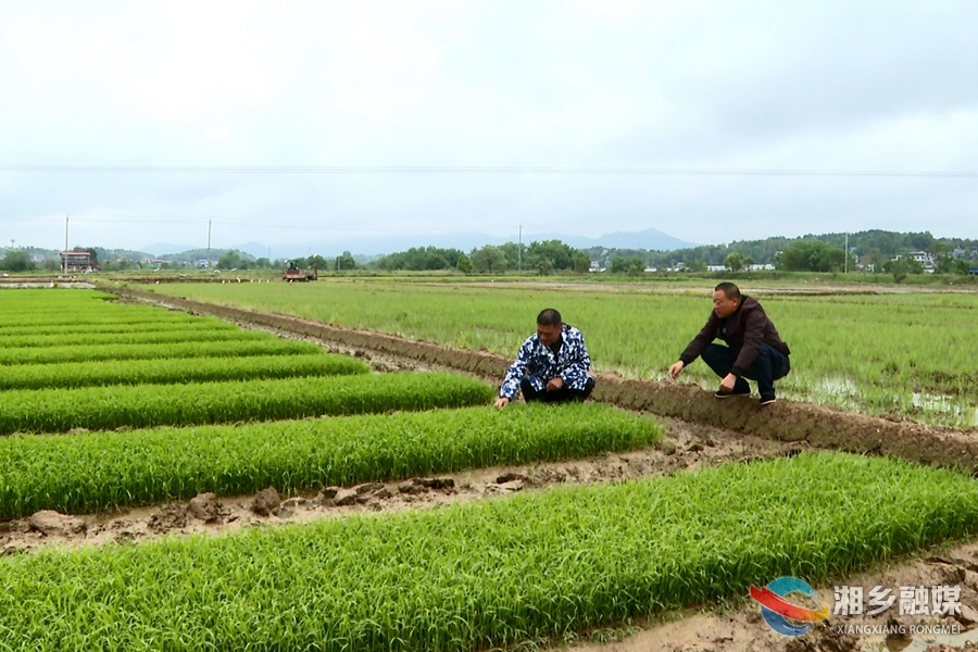 【心连心走基层 面对面解难题】湘乡：应对低温天气  农技专家田间“支招”