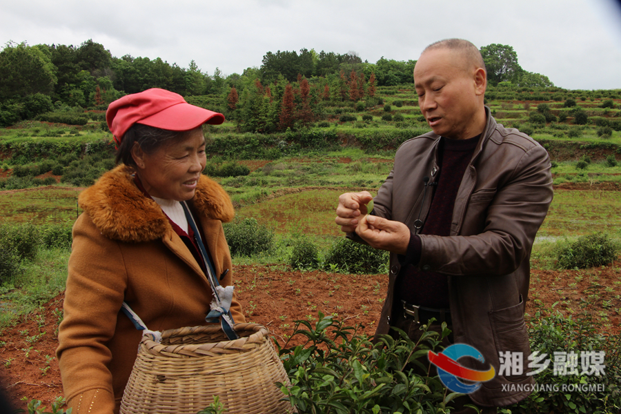 【最美劳动者】喻金文：誓将小小绿叶变 “金叶”