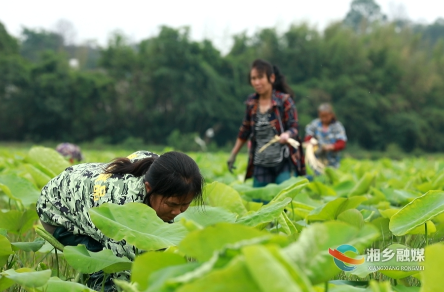 湘乡：藕尖抢“鲜”上市