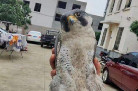 被誉为“王牌飞行员”的游隼现身湘乡城区......