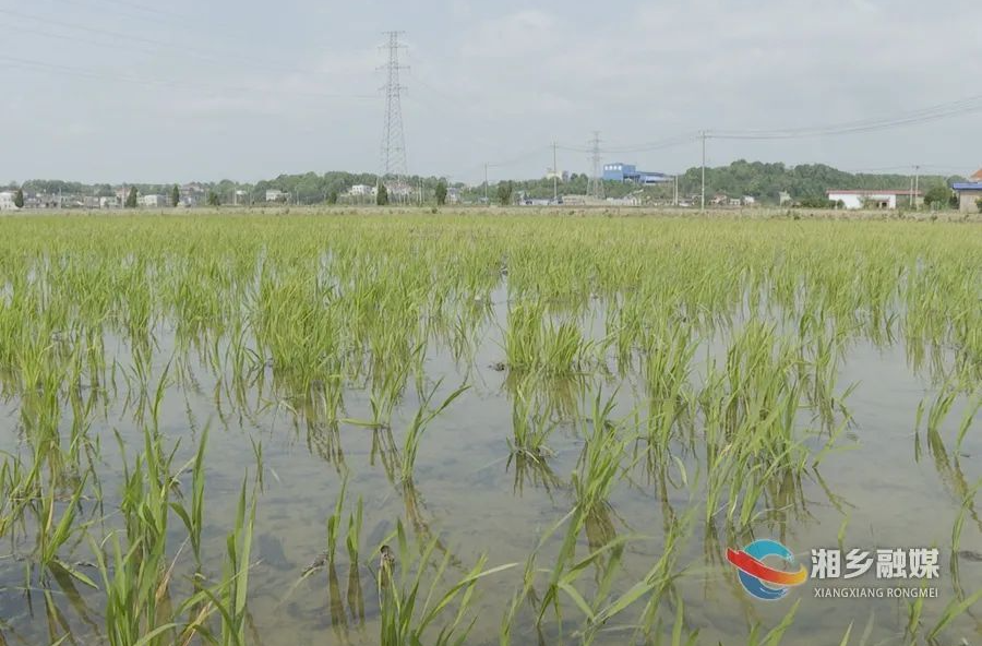 退苗还耕！东郊乡打响“耕地保卫战”