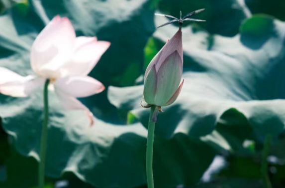 今日立夏！与夏天的美好欢喜相见