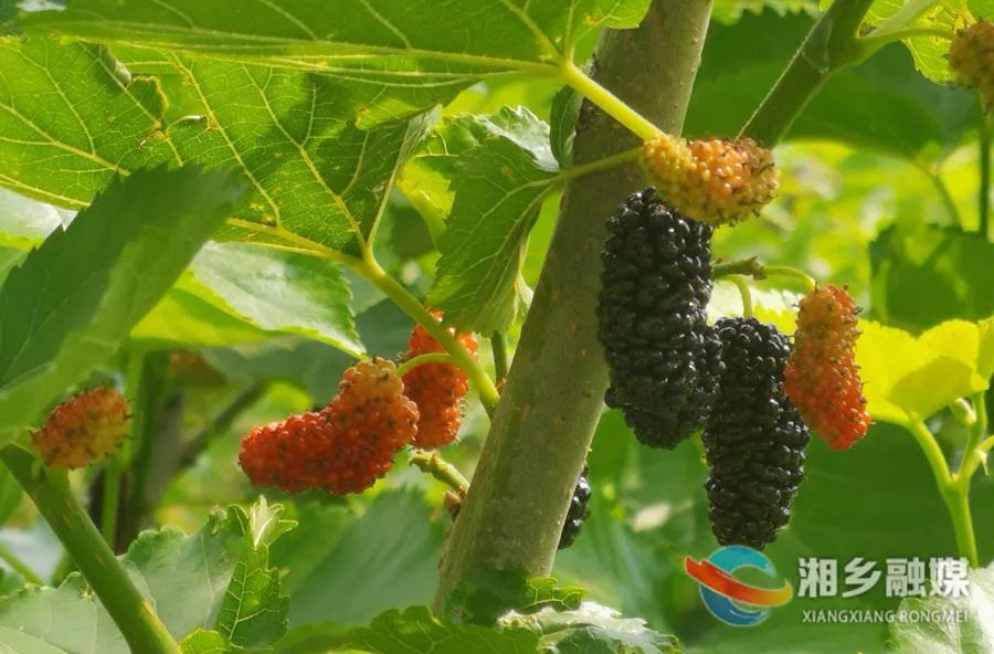 黑了嘴巴，甜了心头！湘乡这里的桑葚熟了……