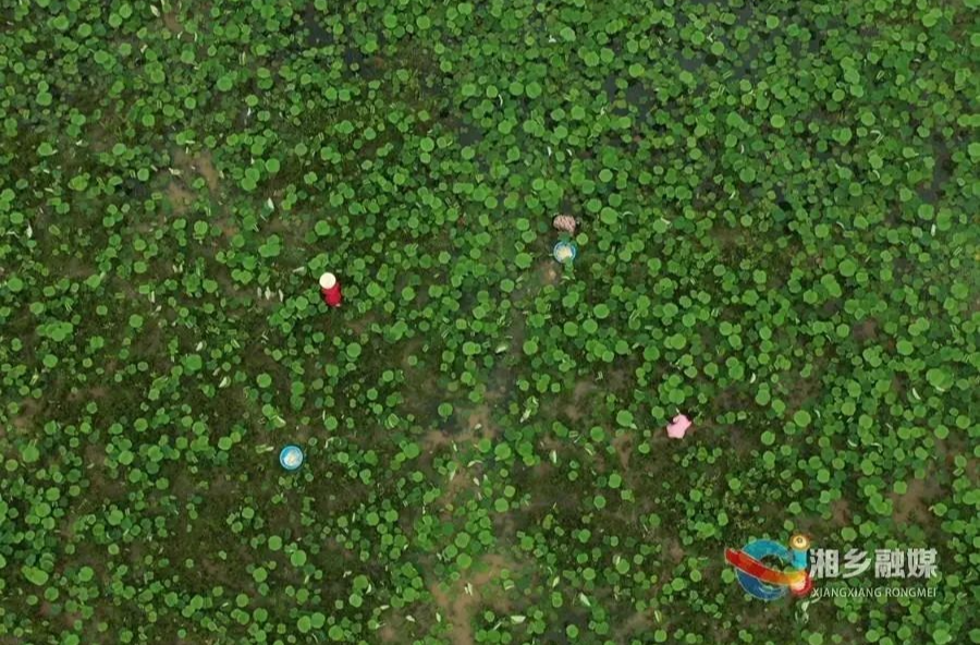 一起到泉塘镇桐瑞台村来场“藕”遇