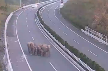 又调皮了！云南野生亚洲象“组团”逛高速