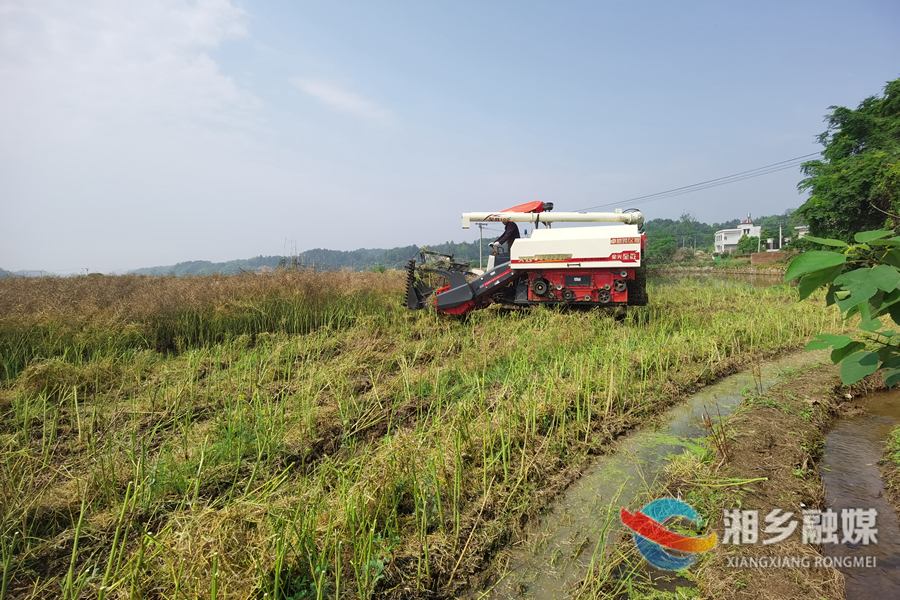 【“湘”村振兴】湘乡：21万亩油菜迎来丰收