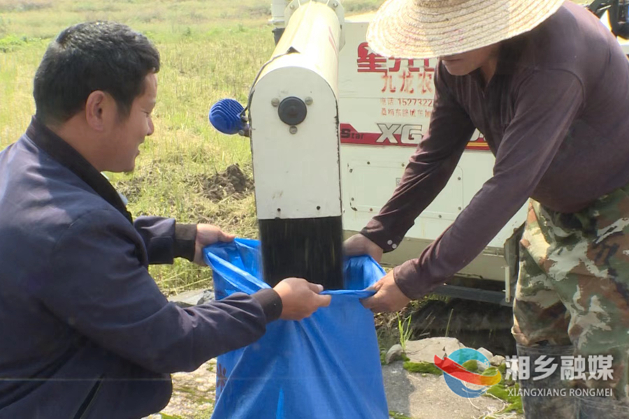 【“湘”村振兴】湘乡：21万亩油菜迎来丰收