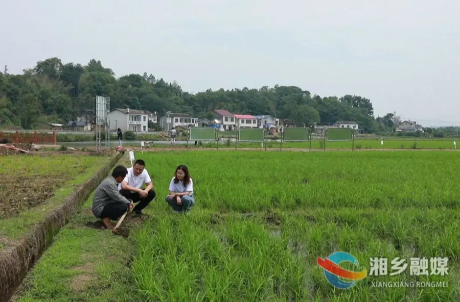 农民种粮无忧 湘乡80万亩水稻“上保险”