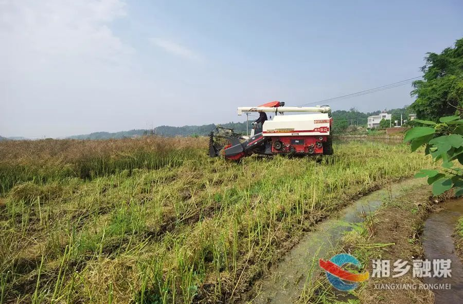 “花海”变“油田”，龙城大地21万亩油菜迎丰收！