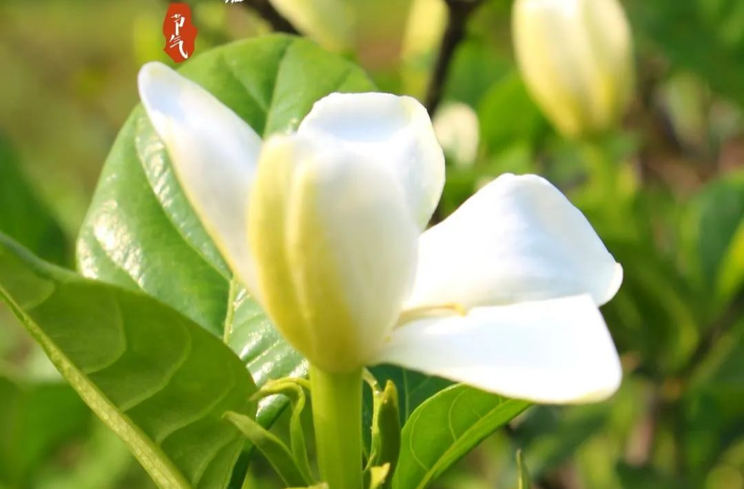 今日小满 | 时在小满，收获满满~