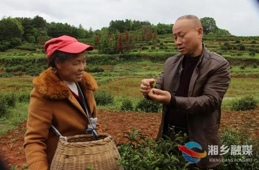 最美劳动者 | 喻金文：誓将小小绿叶变 “金叶”