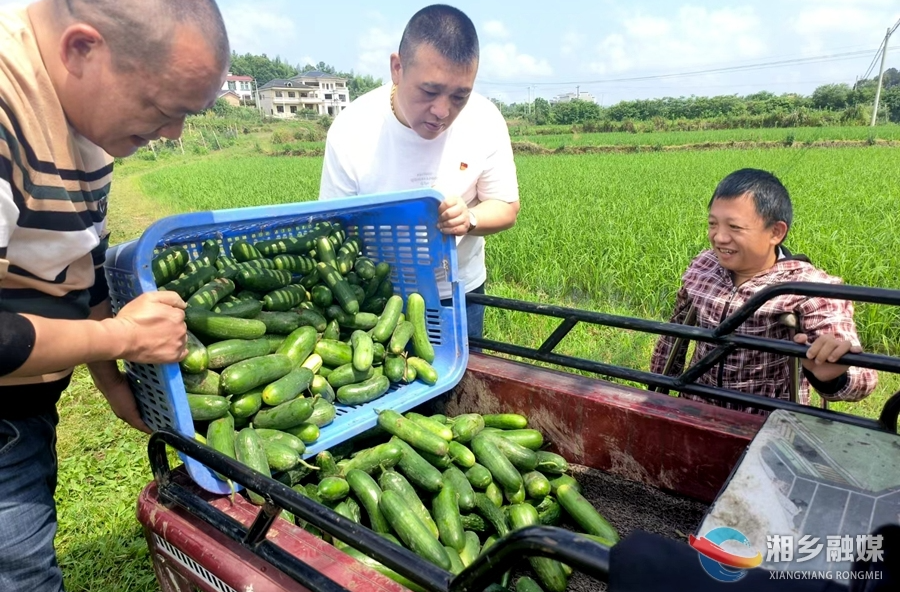 助力“好人”增收！湘乡爱心餐企上门收购蔬菜