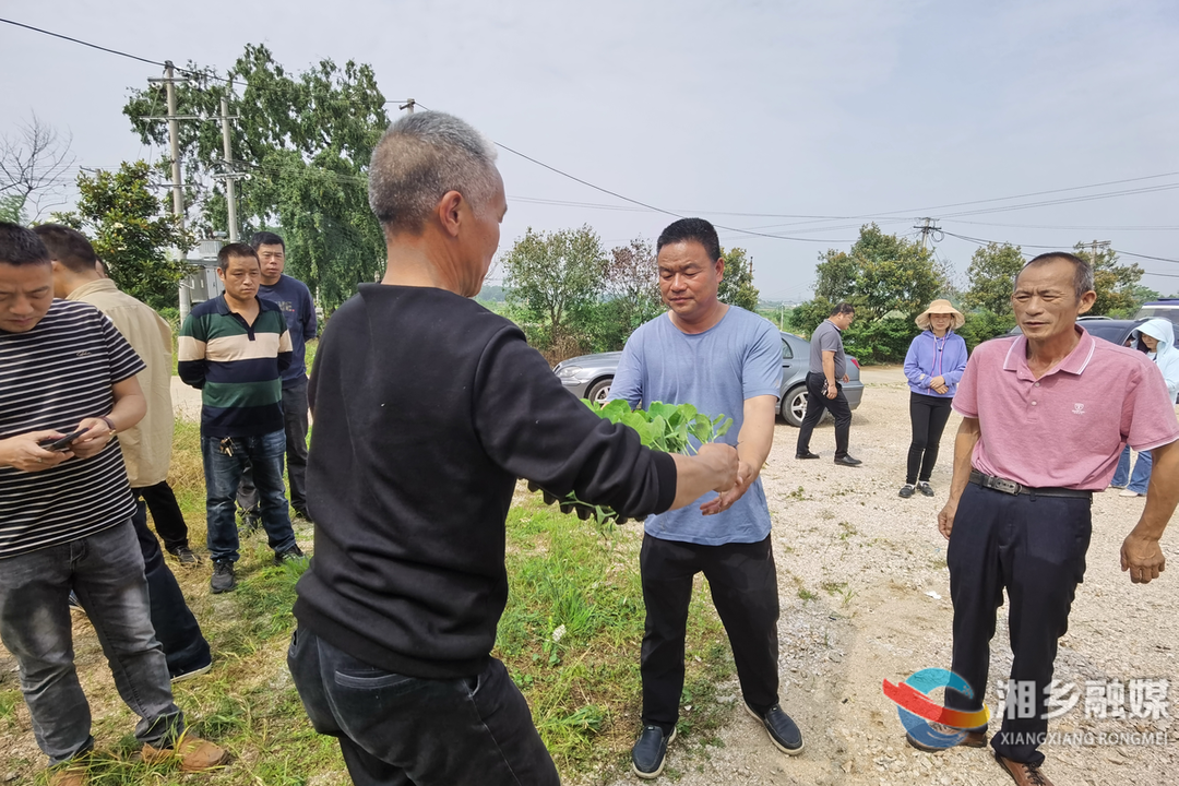 栽种“共富”瓜！湘乡20万株南瓜苗免费发放