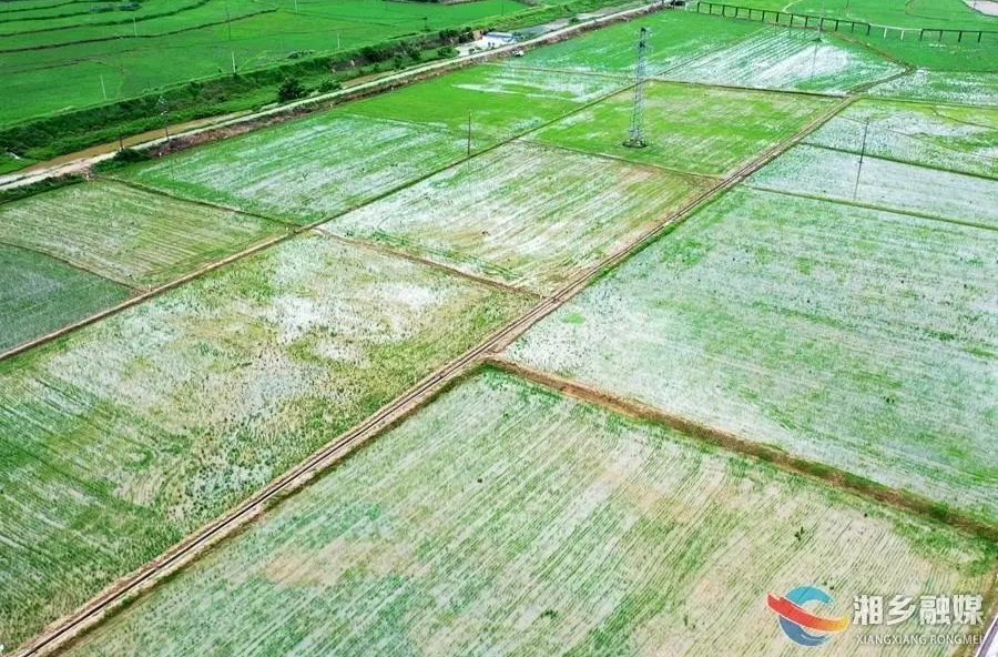 涨见识！快来看梅桥镇农田里的高科技