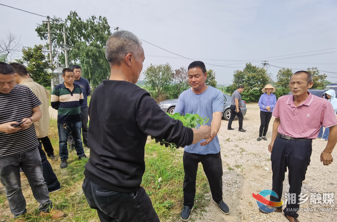 栽种“共富”瓜！湘乡20万株南瓜苗免费发放