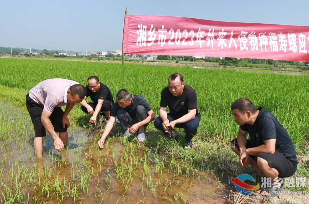 福寿螺泛滥！湘乡“庄稼医生”下田支招