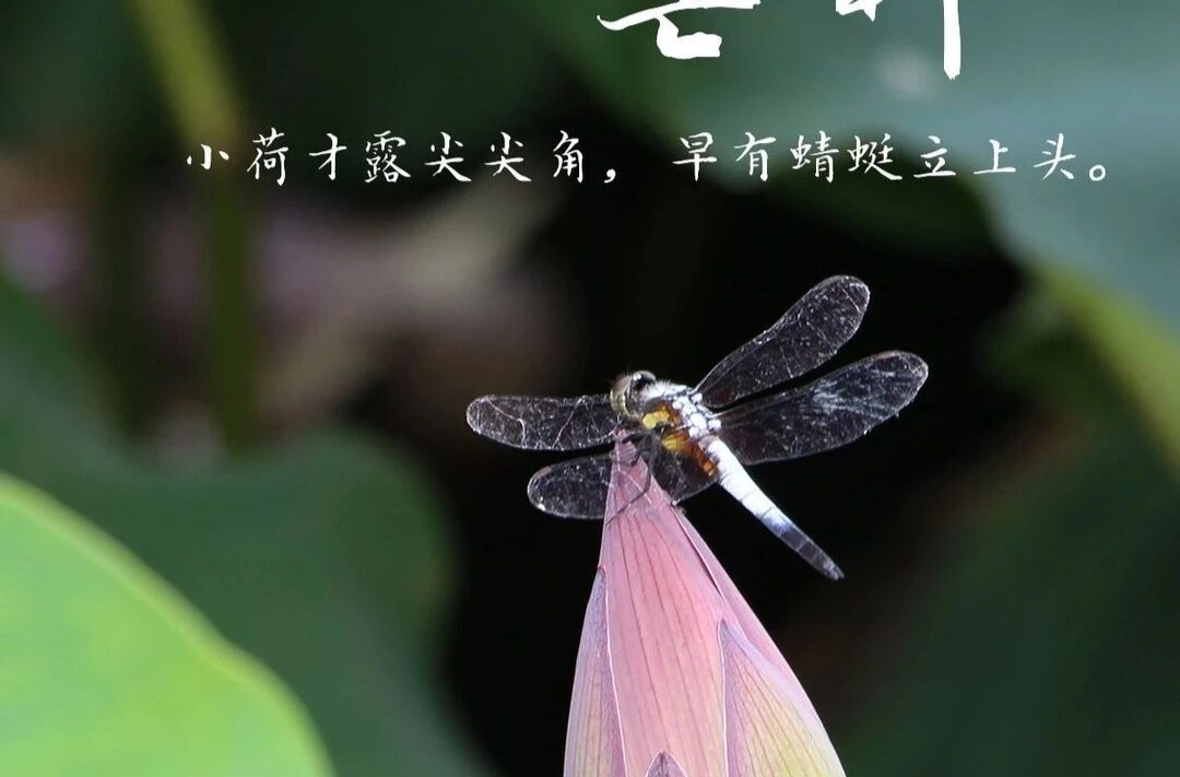 今日芒种 | 今时挥洒汗水，未来心想事成