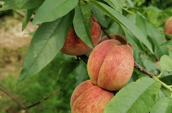 甜蜜蜜！棋梓镇的水蜜桃熟了