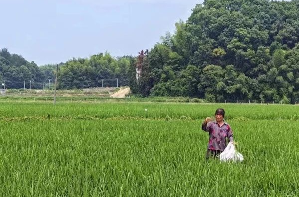 以虫治虫，湘乡请来“天兵”防治田间“幺蛾子”