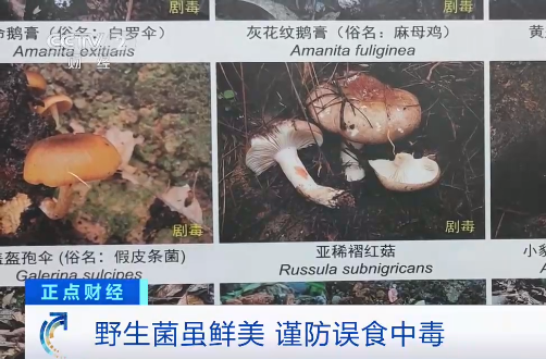 注意！这种“野生菌”，千万别吃！中毒病死率达70%…...