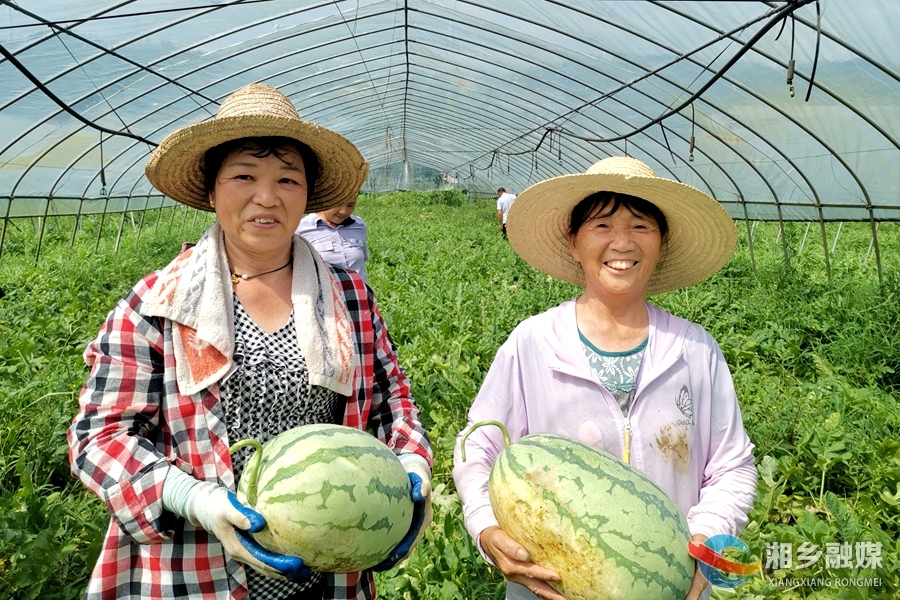 【“湘”村振兴】梅桥镇芭蕉村：西瓜丰收 土地“生金”