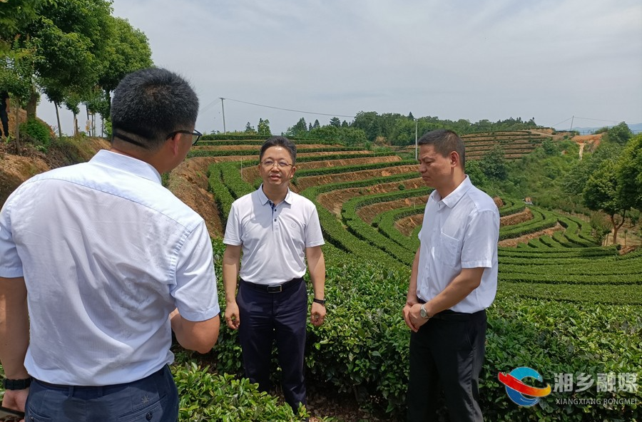 谢岸烨带队赴桃江等地考察学习茶产业发展工作