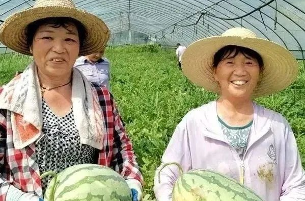 甜了舌尖 富了村民，梅桥镇芭蕉村的西瓜丰收啦！