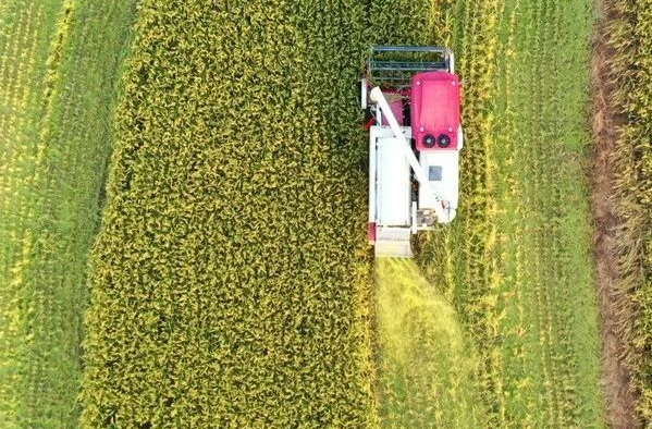 风吹稻浪美如画 湘乡奏响夏粮 “丰收曲”