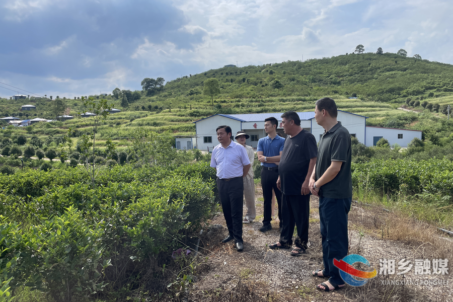 省茶协来湘乡调研 为茶产业发展“把脉问诊”