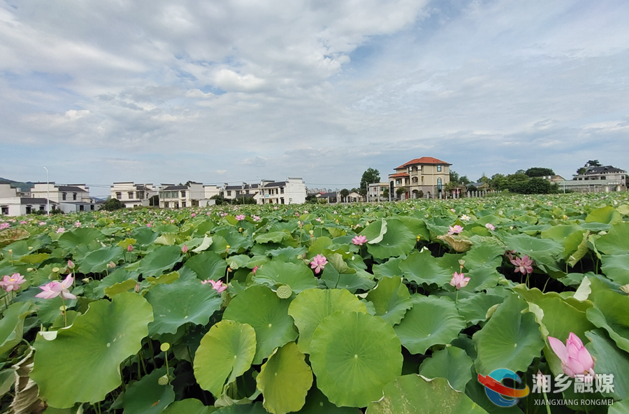 【“湘”村振兴】悠悠夏日 又见荷花开