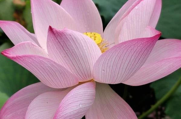 夏日限定 一池清凉！湘乡百亩荷花如期而至，千万别错过……