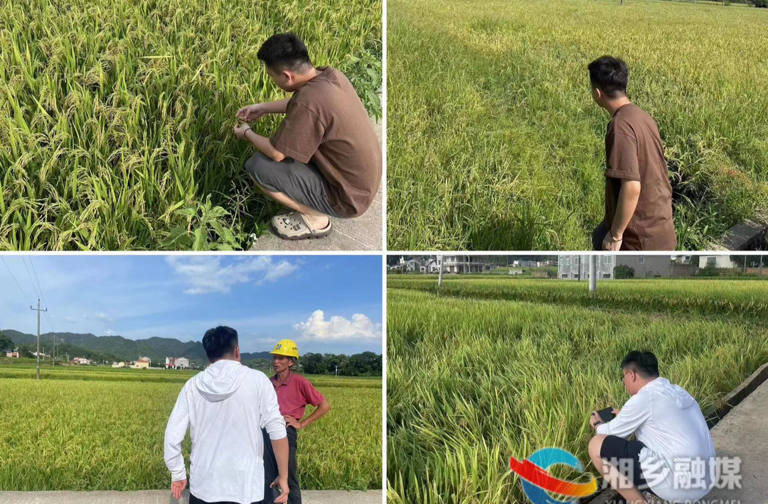 [梅桥镇]开展水稻保险现场查勘行动 为农户保驾护航