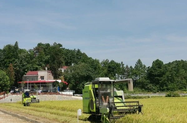 亩产550公斤！湘乡万亩双季稻示范片早稻丰收