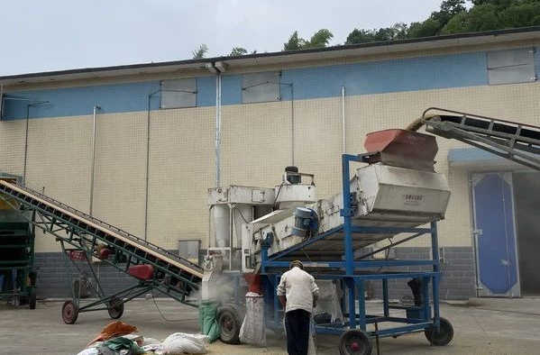 颗粒归仓！湘乡夏粮收购忙