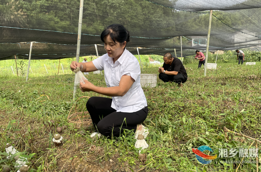 鲜嫩可口！梅龙村里的“雪裙仙子” 受热捧