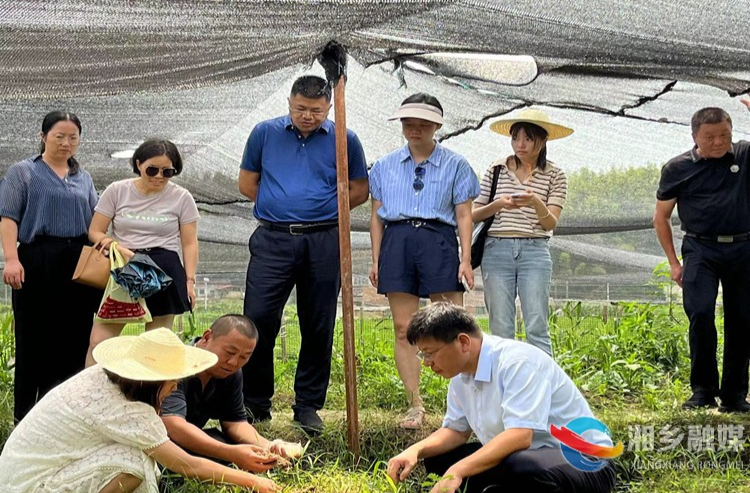 [中沙镇]落实“四敢”要求 赋能竹荪种植