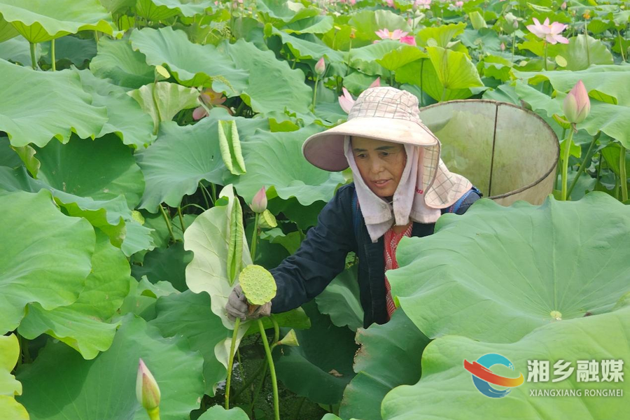 【高温下的坚守】采莲人：荷花深处采莲忙
