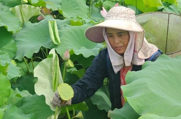 荷塘莲叶间，遇见湘乡最美采莲人！