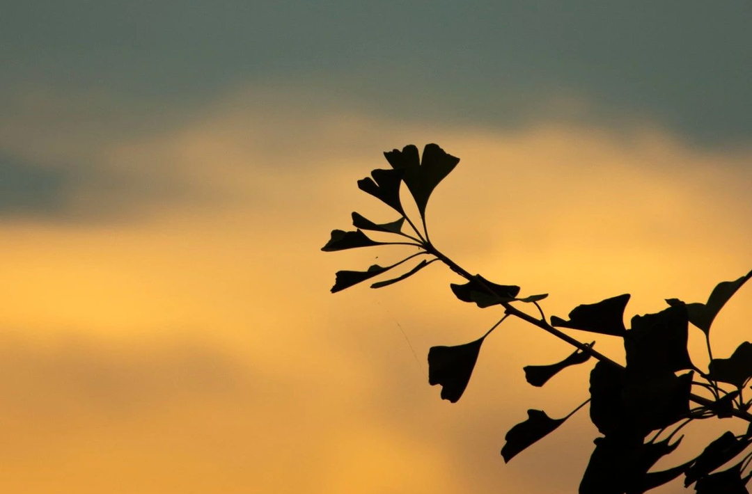 今日立秋 | 长夏未尽，忽而已秋