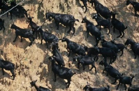 全国百佳！湘乡壶天石羊喜获新名片