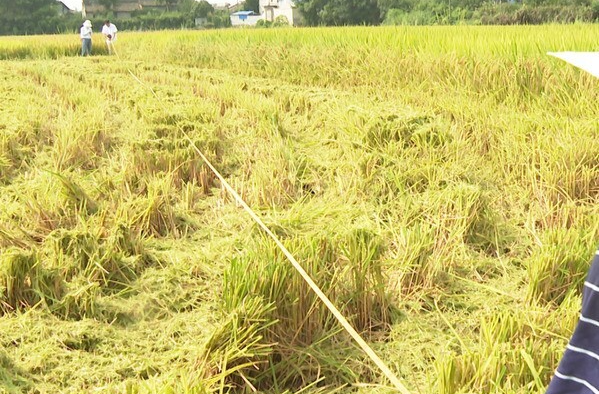 头季亩产627.9公斤，湘乡再生稻获丰收！