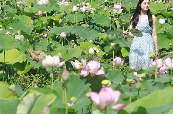 “荷”你相约！栗山镇荆泉村千亩荷花等你来赏！