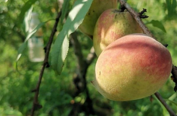 脆桃天花板！湘乡育塅乡的鹰嘴桃熟了，千万别错过~