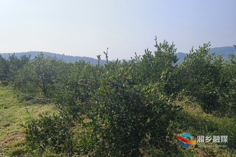 【“湘”村振兴】乡贤返乡种油茶  铺就村民致富路