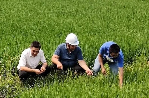 专家现场指导，无人机施肥！高科技助推湘乡农业绿色发展